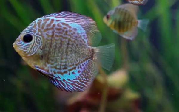 七彩鱼是什么鱼?