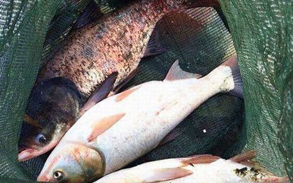 鲢鳙冬天在哪里生活?