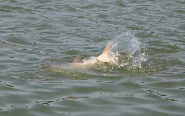 鲢鳙冬天在哪里生活?