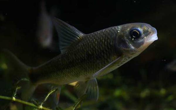 云南盘鮈鱼是什么鱼?