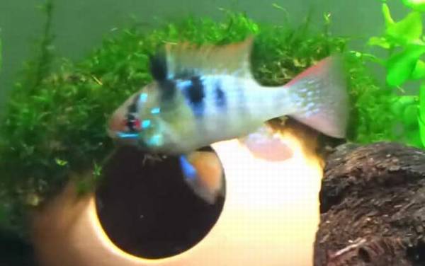 七彩凤凰是什么鱼?