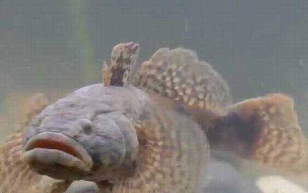 沙塘鳢是什么鱼?