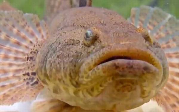 沙塘鳢是什么鱼?