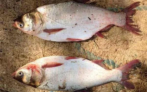 鲢鳙鱼是淡水鱼还是海水鱼?