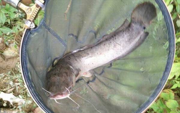 二根胡须的鲶鱼叫什么?