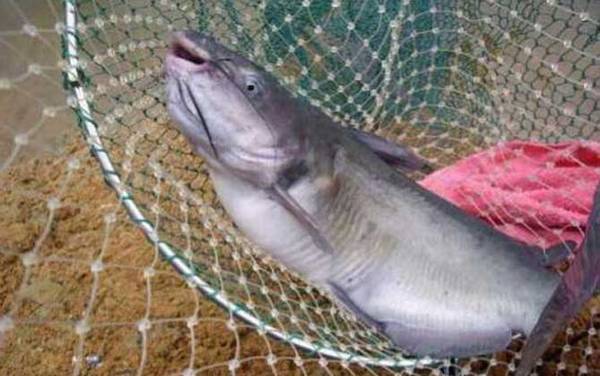 二根胡须的鲶鱼叫什么?