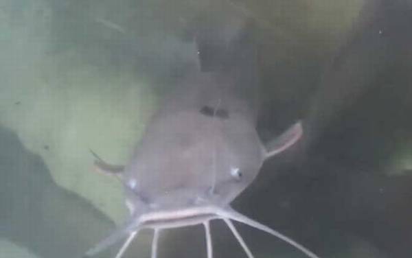 野生八条胡须的鲶鱼能吃吗?