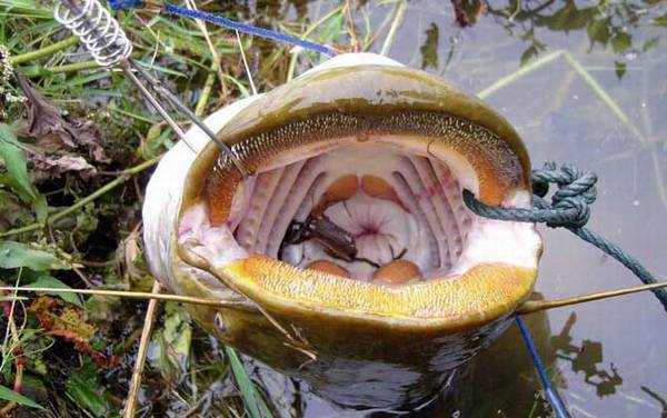 我国鲶鱼有几种?