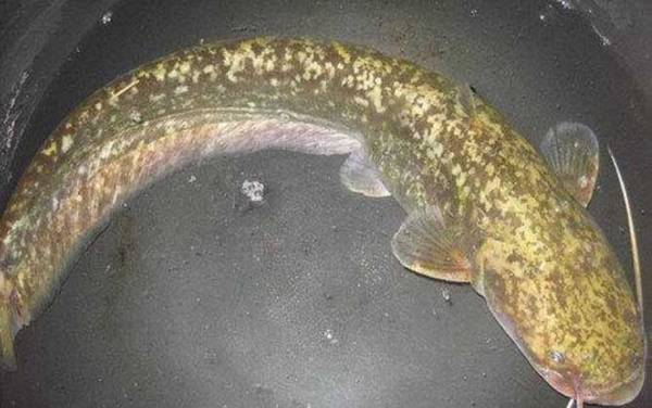 鲶鱼吃什么食物长大的?