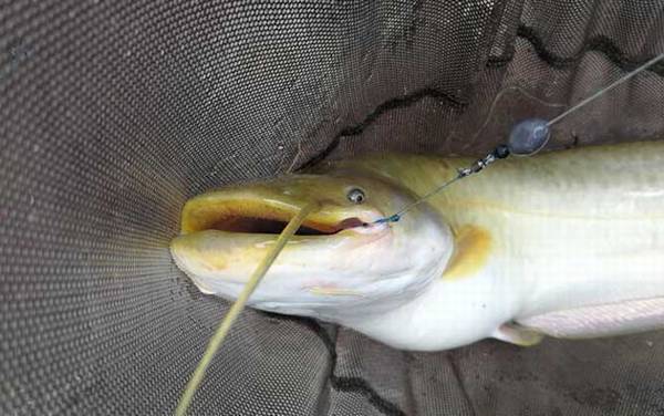 鲶鱼吃什么食物长大的?