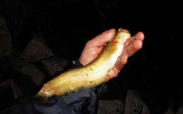 二须鲶鱼是土鲶鱼吗?