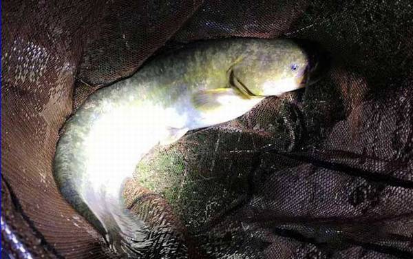 二须鲶鱼是土鲶鱼吗?