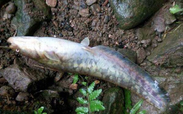 野生二须鲶鱼可以吃吗?