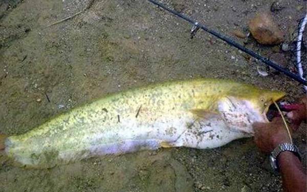 野生二须鲶鱼可以吃吗?