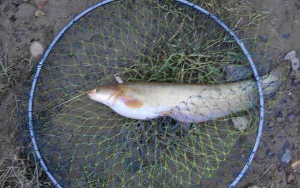 野生二须鲶鱼可以吃吗?