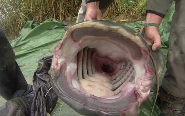 六须鲶鱼为什么不能吃?