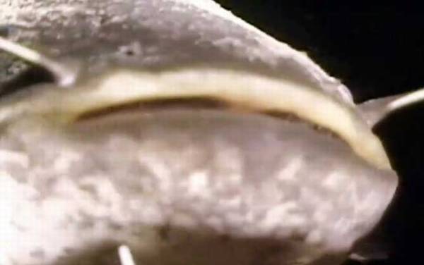 六须鲶鱼为什么不能吃?