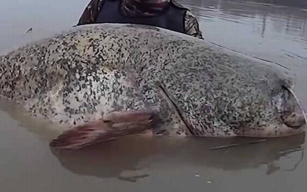 六须鲶鱼为什么不能吃?