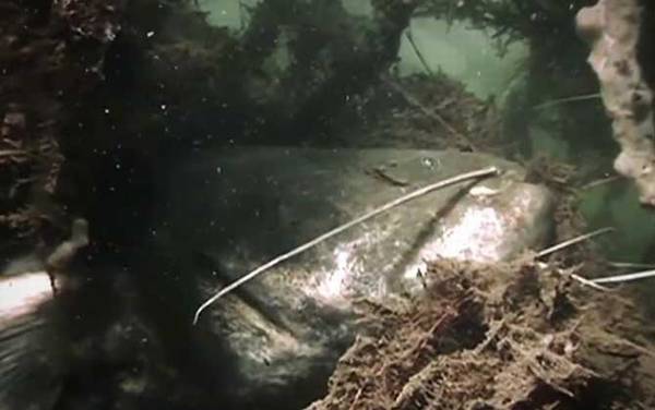 欧洲鲶鱼是什么鱼?