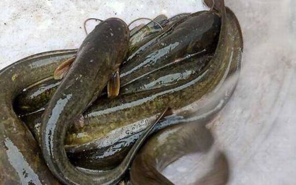 鲶鱼是食肉动物吗?