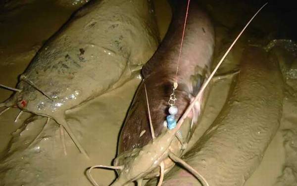 埃及鲶鱼能长多大?