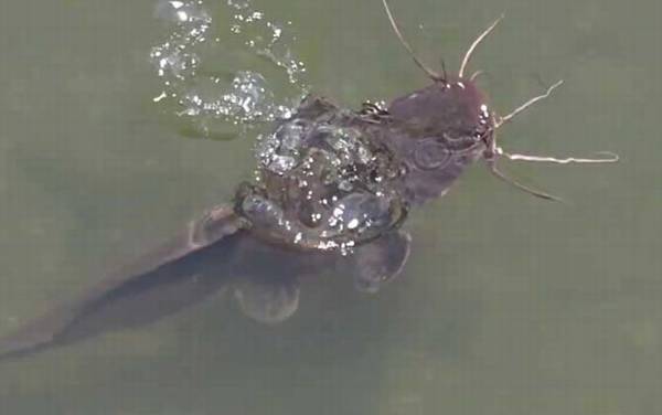 革胡子鲶鱼能长多大?