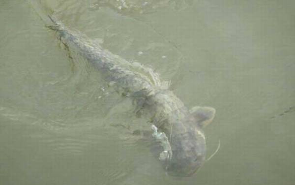 革胡子鲶鱼能长多大?