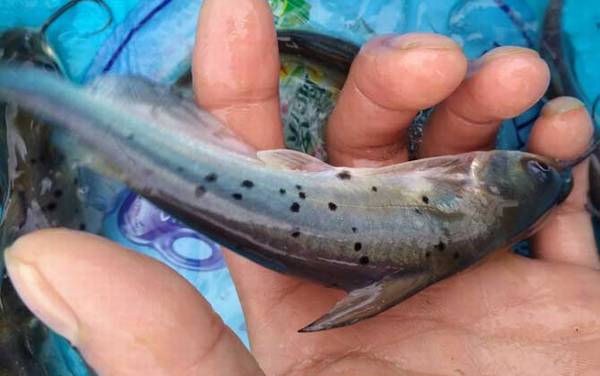 身上有花斑的鲶鱼叫什么鱼?