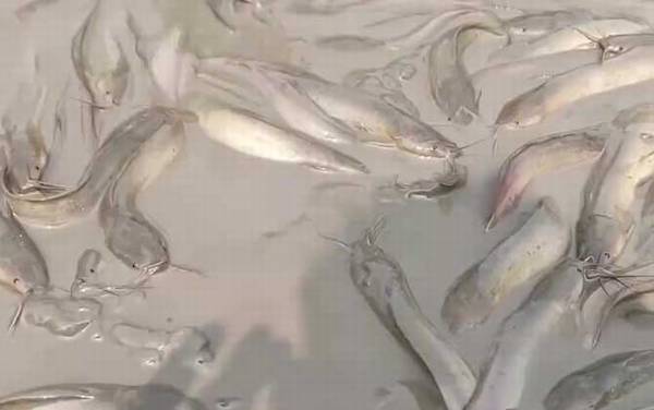 塘鲺鱼多少度冻死?