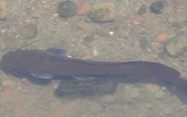 塘鲺鱼多少度冻死?