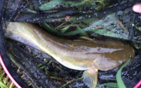 河里什么地方鲶鱼最多?