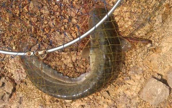 河里什么地方鲶鱼最多?