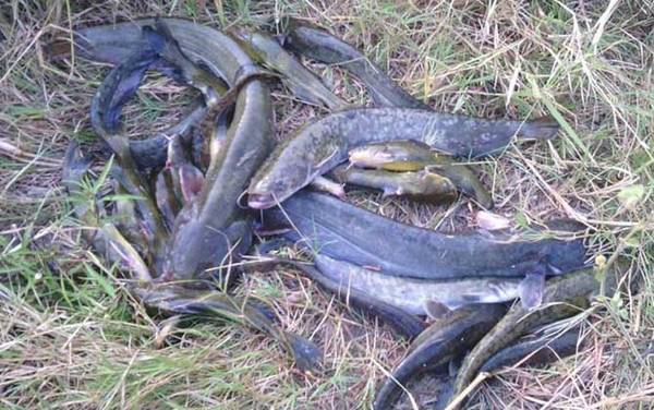 钓的鲶鱼养几天能吃吗?