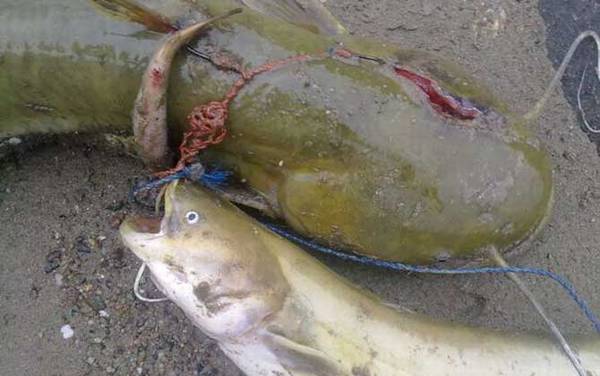 钓的鲶鱼养几天能吃吗?