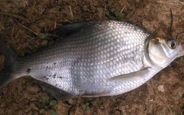 常见的鱼名字及图片大全