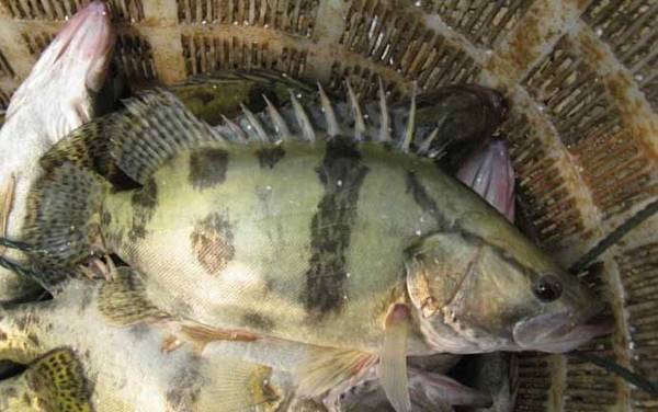 最适合孩子吃的八种鱼