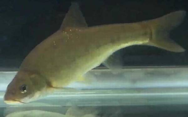 金线鲃是什么鱼?