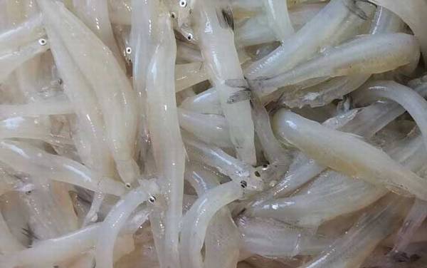 最适合孩子吃的八种鱼