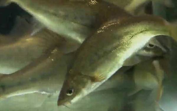 金线鲃是什么鱼?