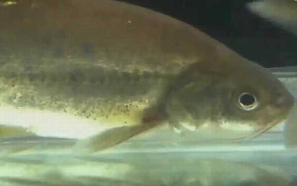 金线鲃是什么鱼?