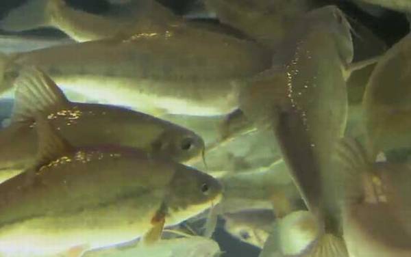 金线鲃是什么鱼?
