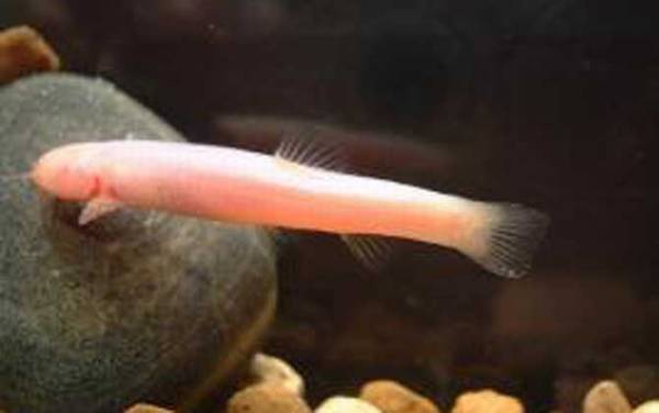 紫色金线鲃是什么鱼?