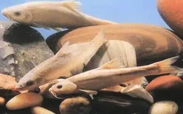 紫色金线鲃是什么鱼?