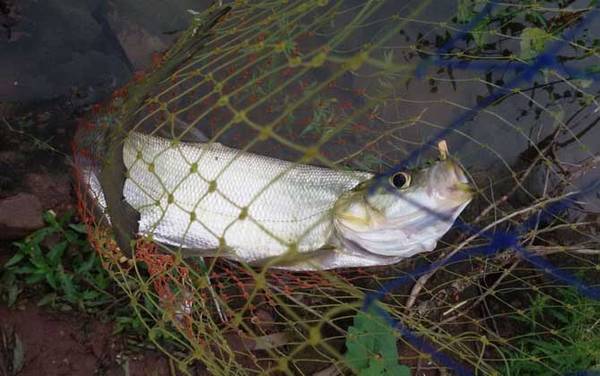 大白鱼是什么鱼?