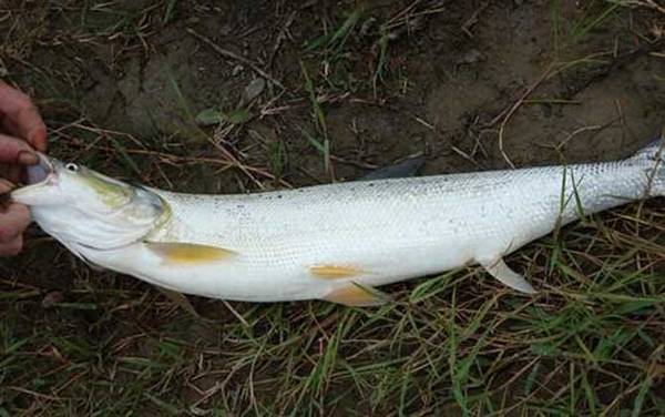 大白鱼是什么鱼?