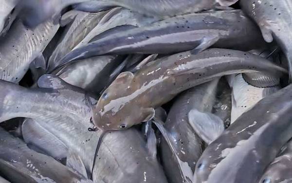 叉尾鱼是什么鱼?