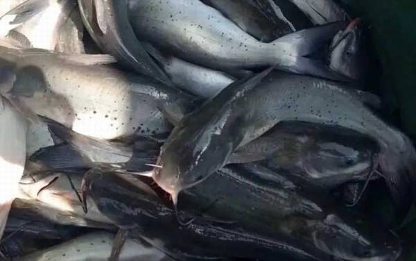 叉尾鱼是什么鱼?