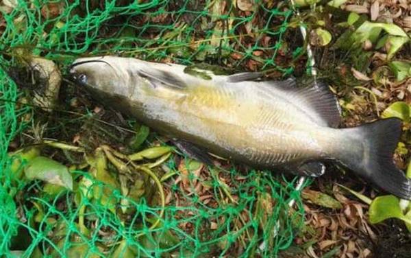 叉尾鱼是什么鱼?