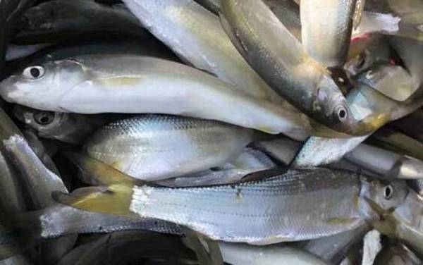 白鱼是什么鱼?