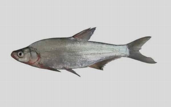 白鱼是什么鱼?